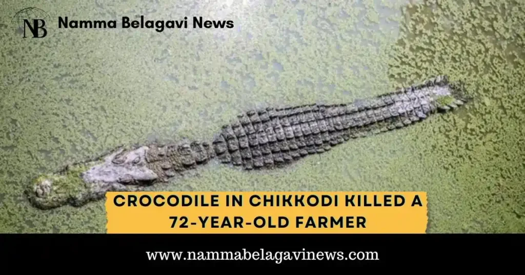 Crocodile in Chikkodi Killed a 72-Year-Old Farmer