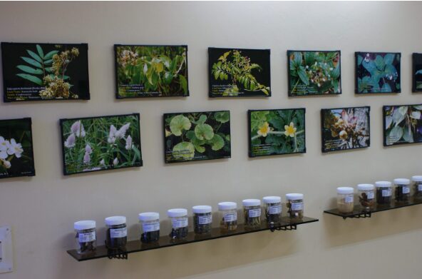 The Museum of Ethnomedicinal Plants of the Western Ghats were established at ICMR-NITM in Belagavi as part of the Regional Medical Research Centre in the year 1980.