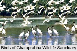  Ghataprabha Bird Sanctuary