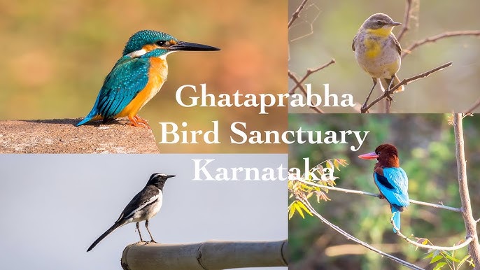 Ghataprabha Bird Sanctuary