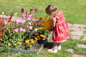 Plant Flowers